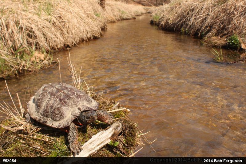 Wood Turtle