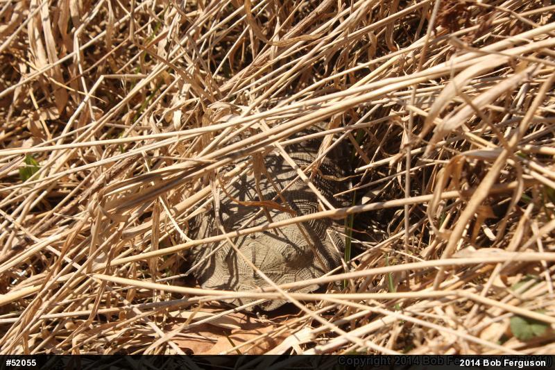 Wood Turtle