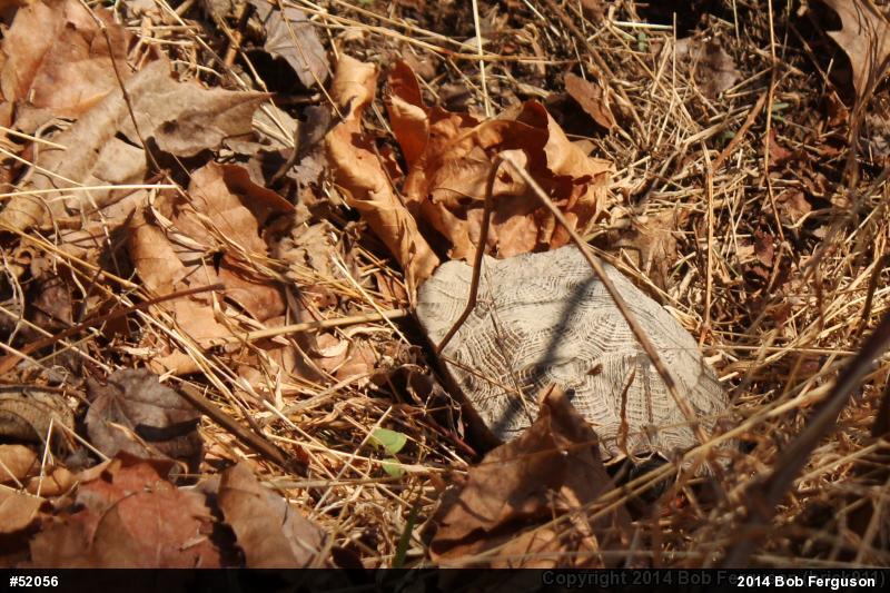 Wood Turtle