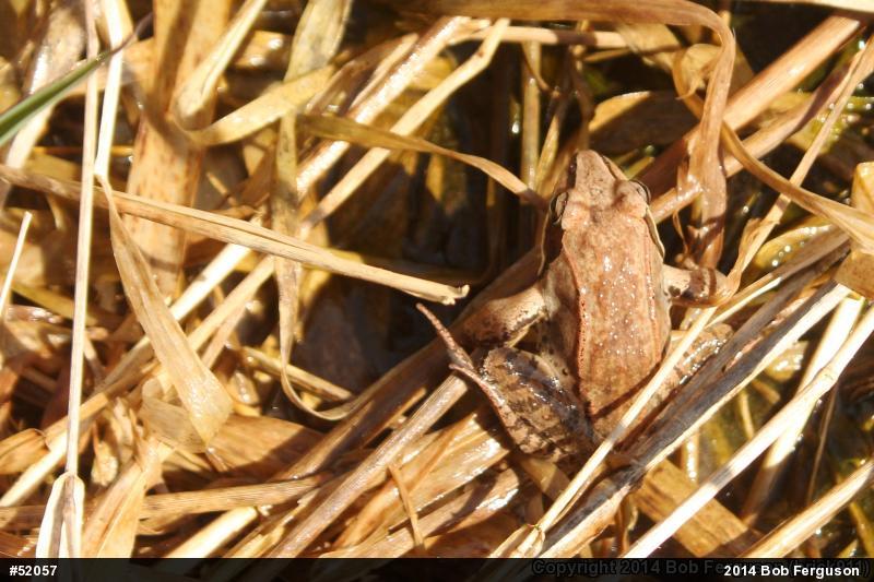 Wood Frog