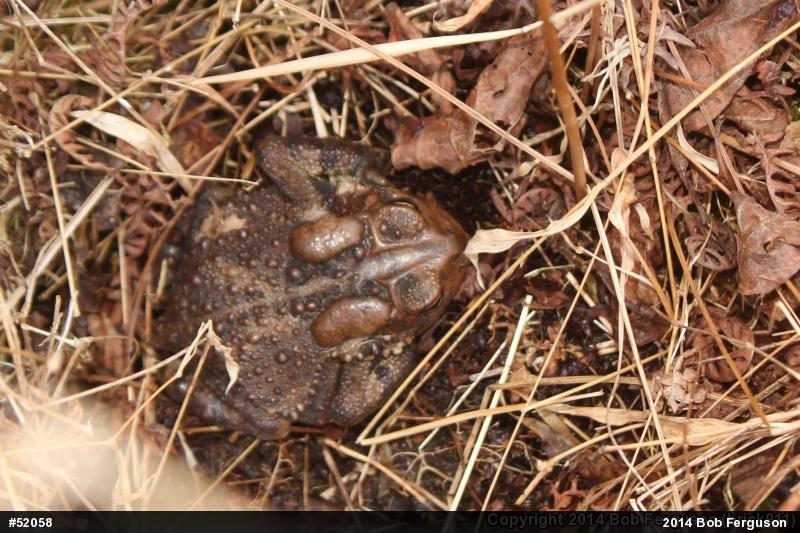 Eastern American Toad