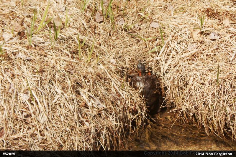 Wood Turtle