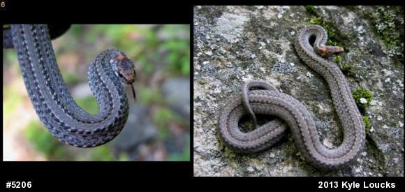 Red-bellied Snake
