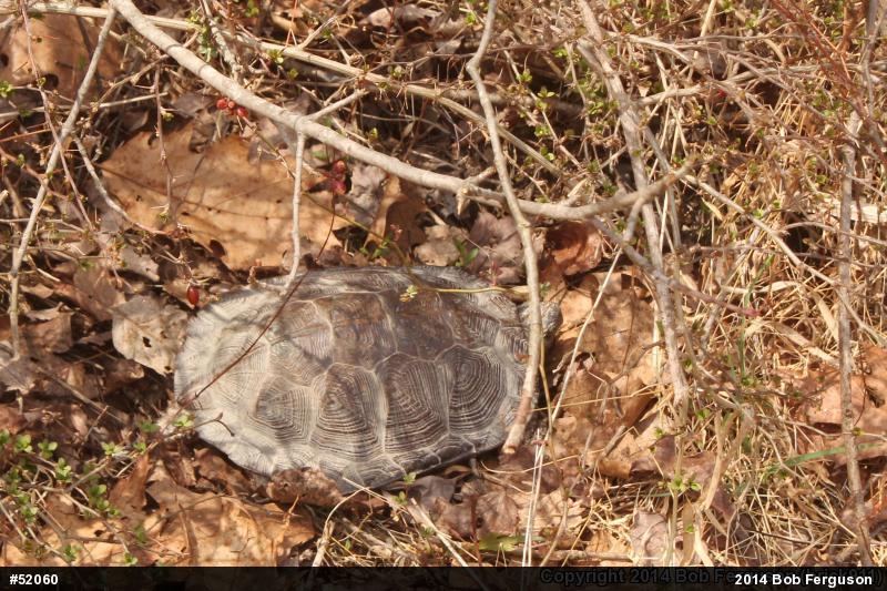 Wood Turtle