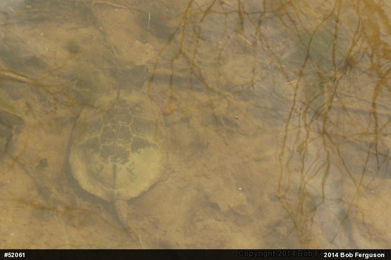 Wood Turtle