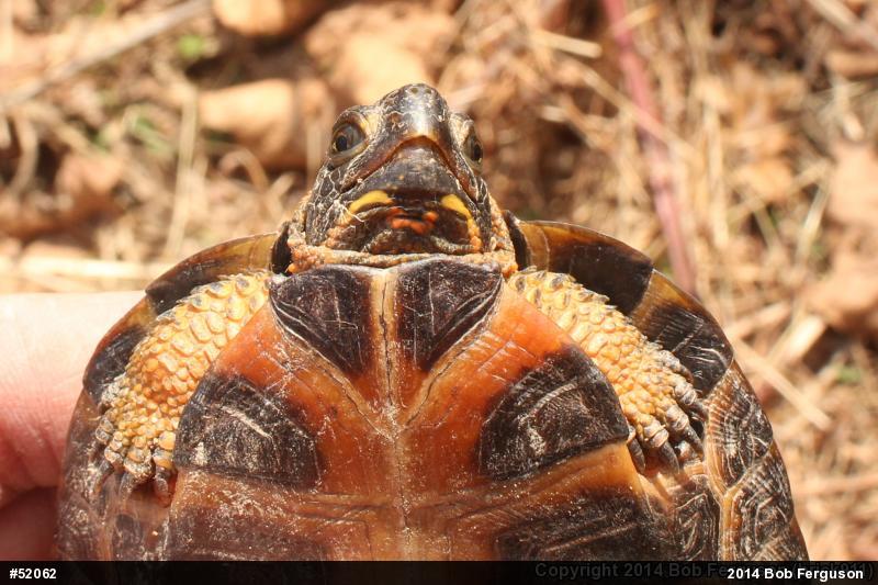 Wood Turtle