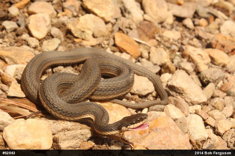 Queensnake