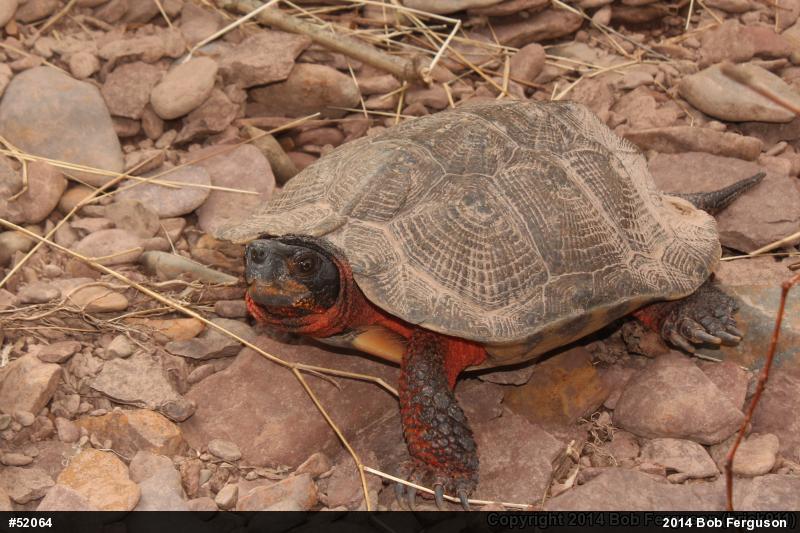 Wood Turtle