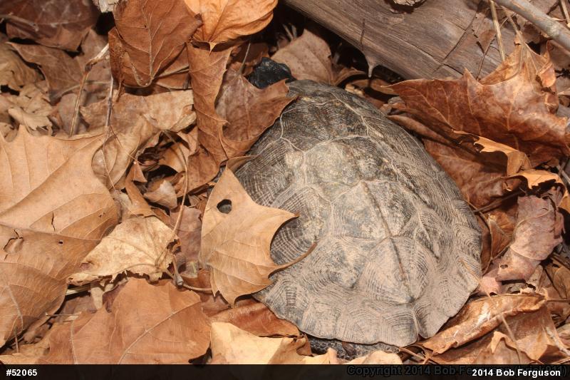 Wood Turtle