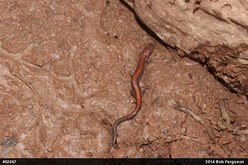 Eastern Red-backed  Salamander