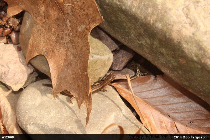 Northern Two-lined Salamander