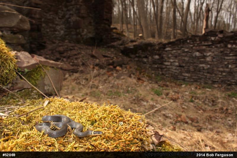 Northern Ring-necked Snake