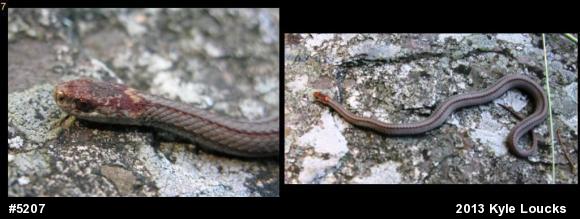 Red-bellied Snake