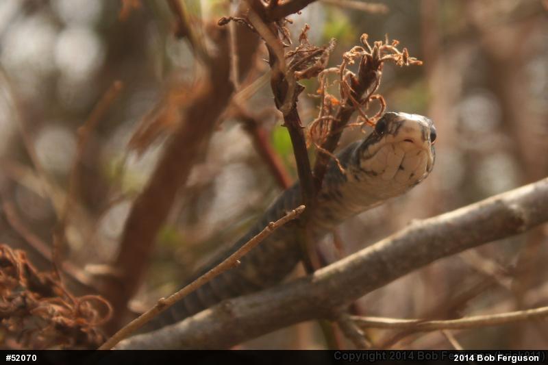 Northern Black Racer