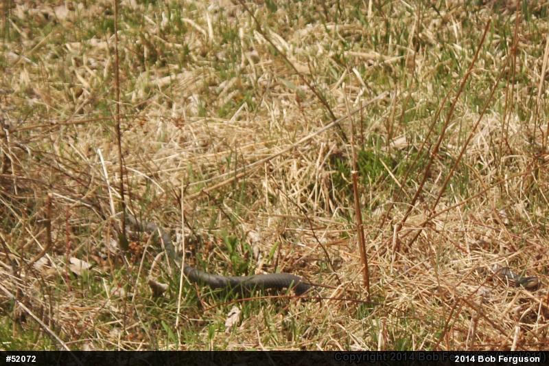 Northern Black Racer