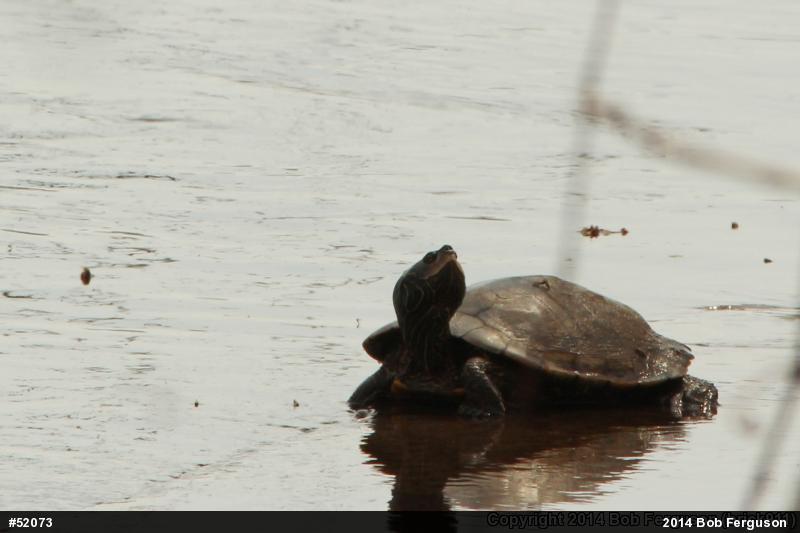 Northern Map Turtle