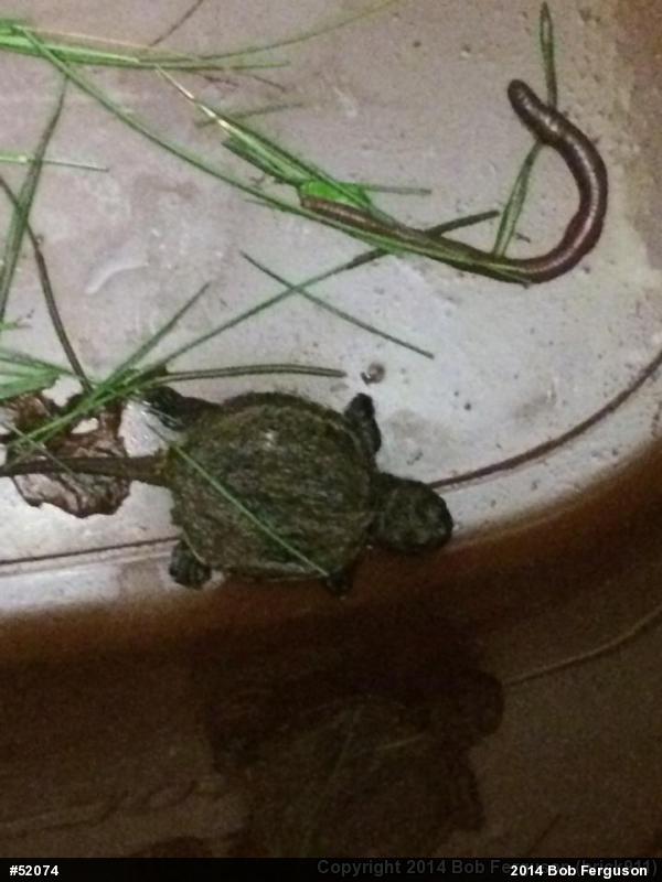 Snapping Turtle