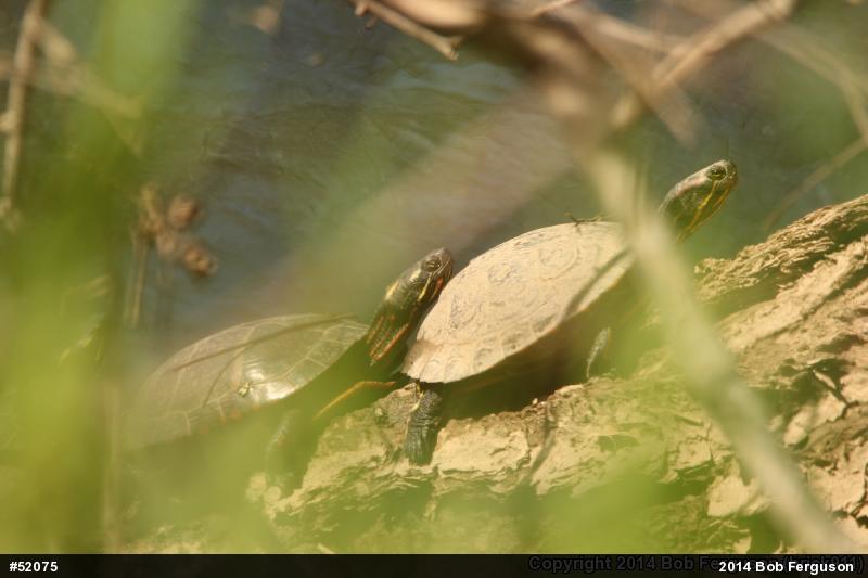 Red-eared Slider