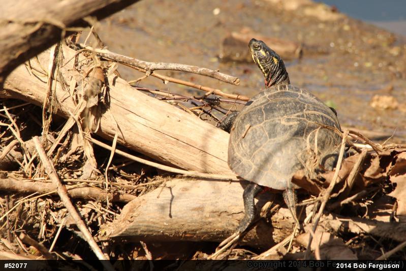 Eastern Painted Turtle