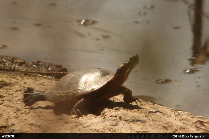 Eastern Painted Turtle
