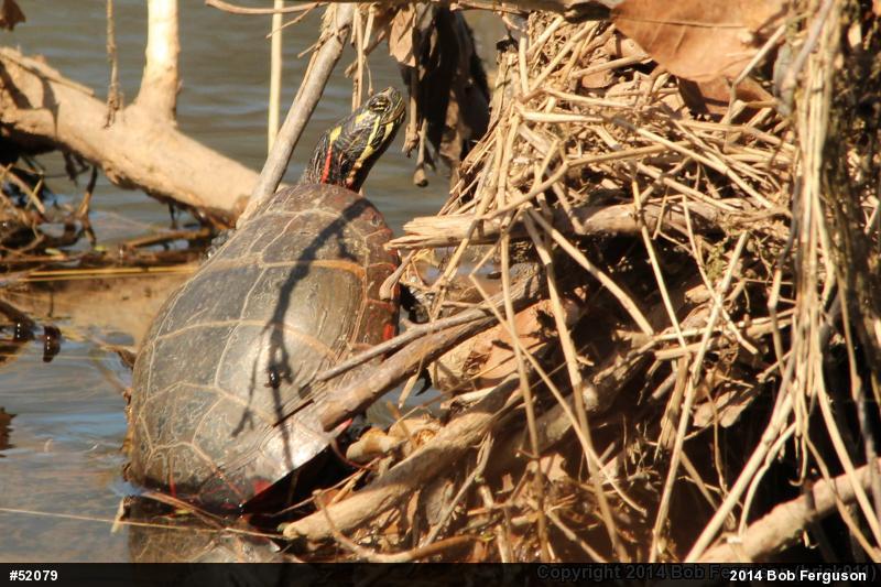 Eastern Painted Turtle
