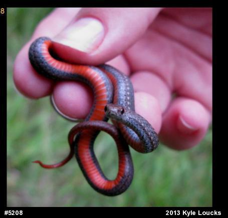 Red-bellied Snake