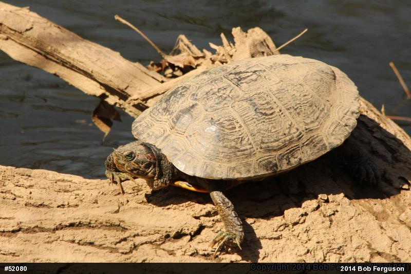 Red-eared Slider