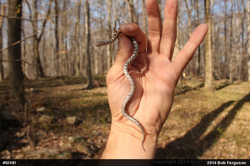 Eastern Milksnake