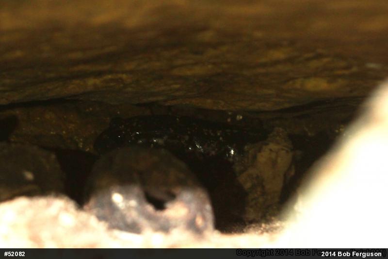 Northern Slimy Salamander