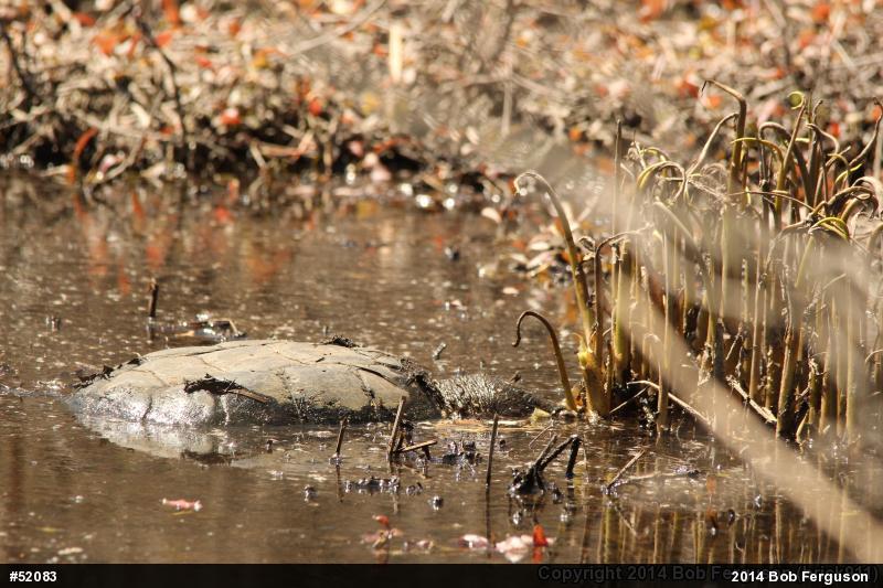 Snapping Turtle