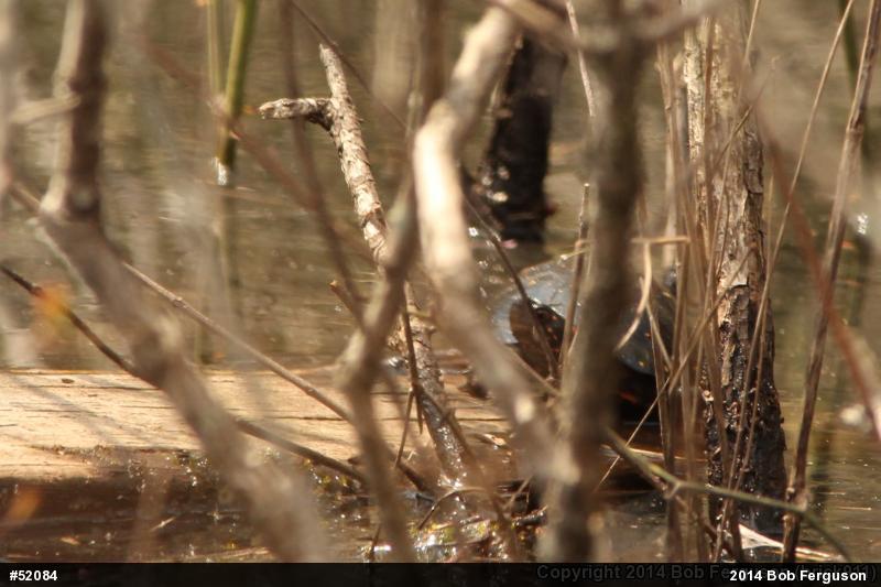Spotted Turtle
