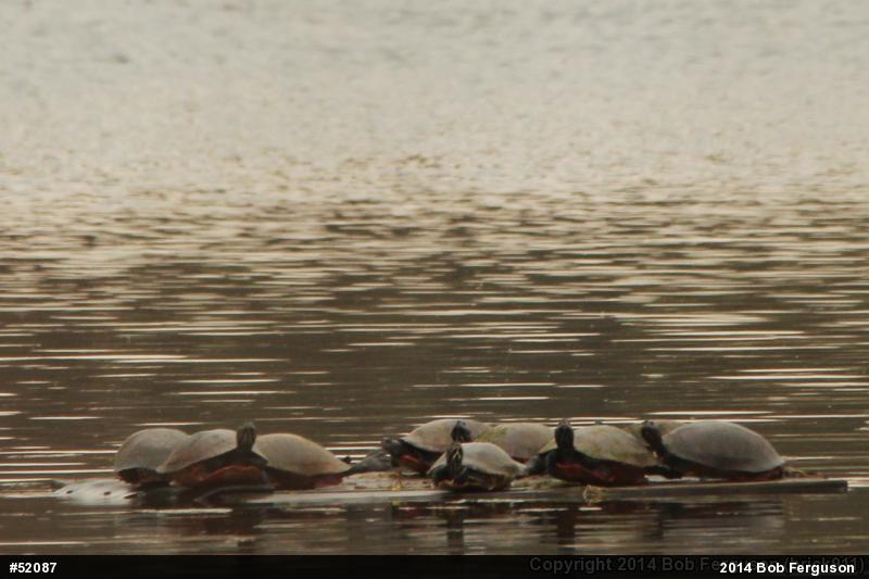 Pond Slider