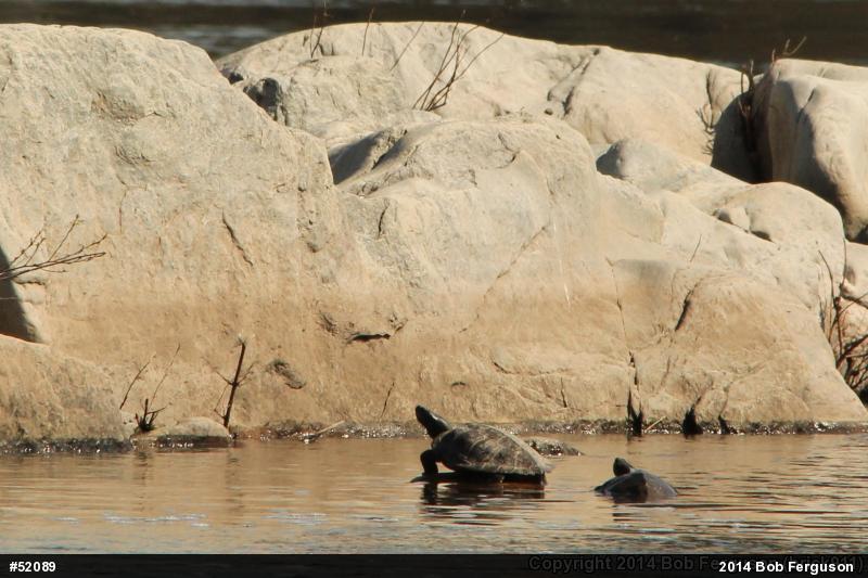 Northern Map Turtle