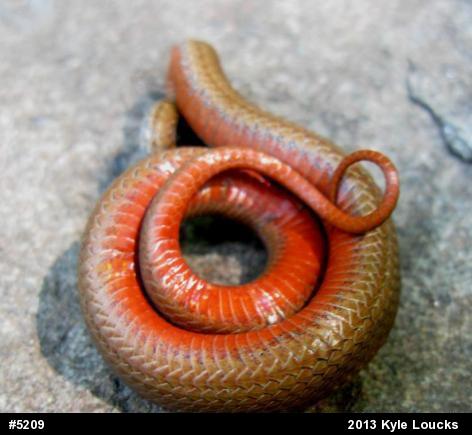 Red-bellied Snake