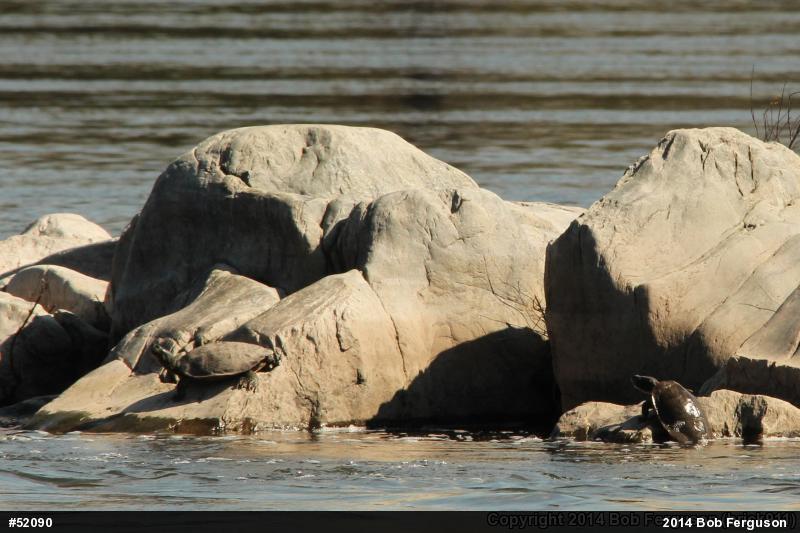Northern Map Turtle