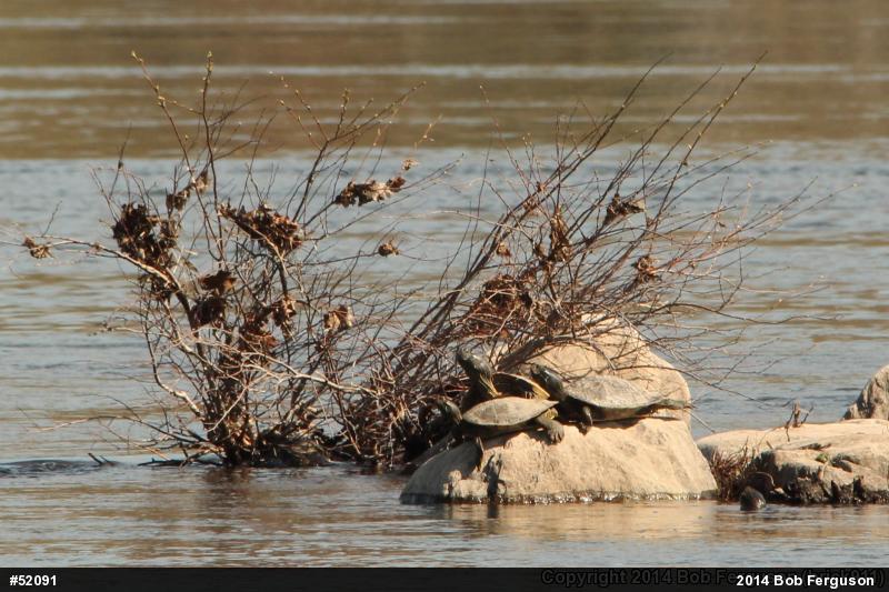 Northern Map Turtle