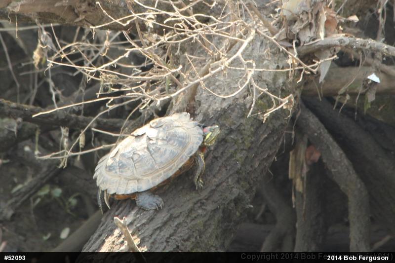 Red-eared Slider