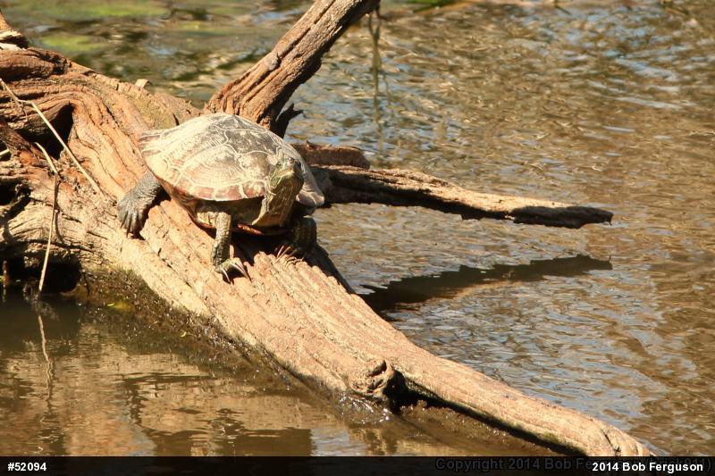 Red-eared Slider