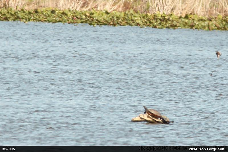 Red-eared Slider