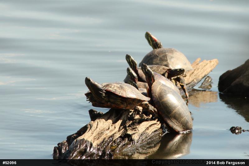 Eastern Painted Turtle
