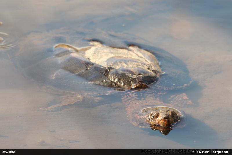 Snapping Turtle