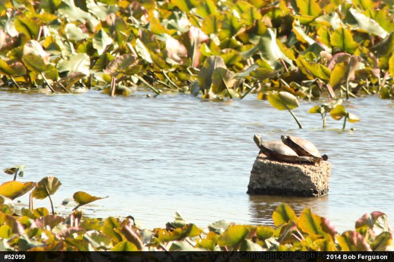 Red-eared Slider