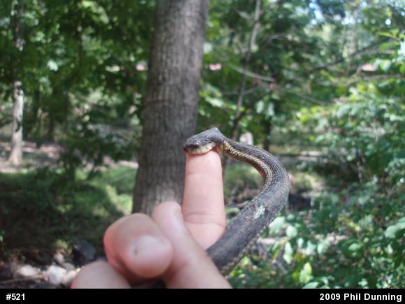Eastern Gartersnake