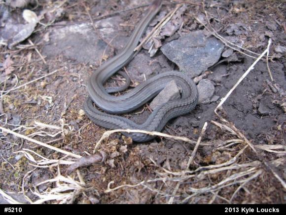 Red-bellied Snake