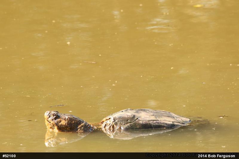 Snapping Turtle
