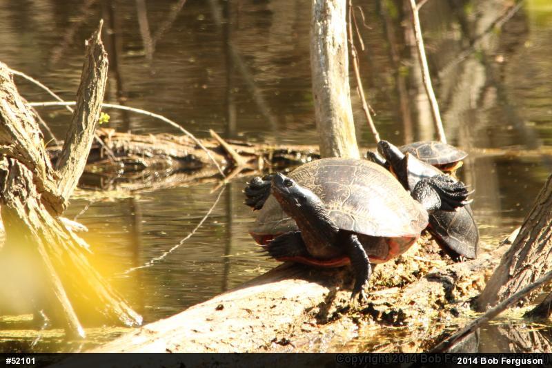 Eastern Painted Turtle