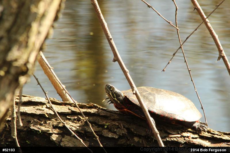 Eastern Painted Turtle