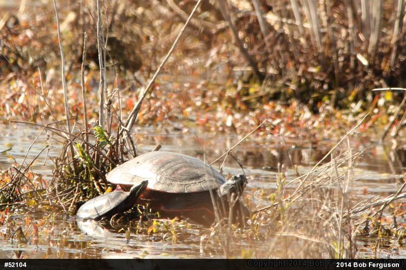 Eastern Painted Turtle