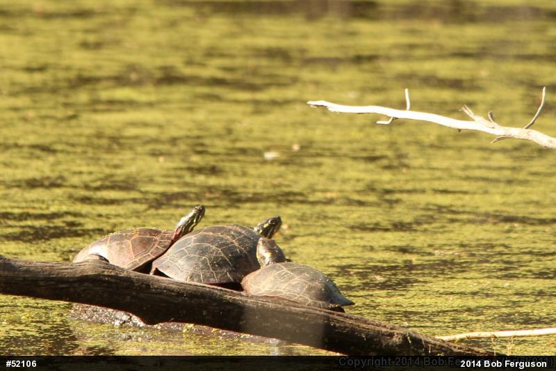 Eastern Painted Turtle
