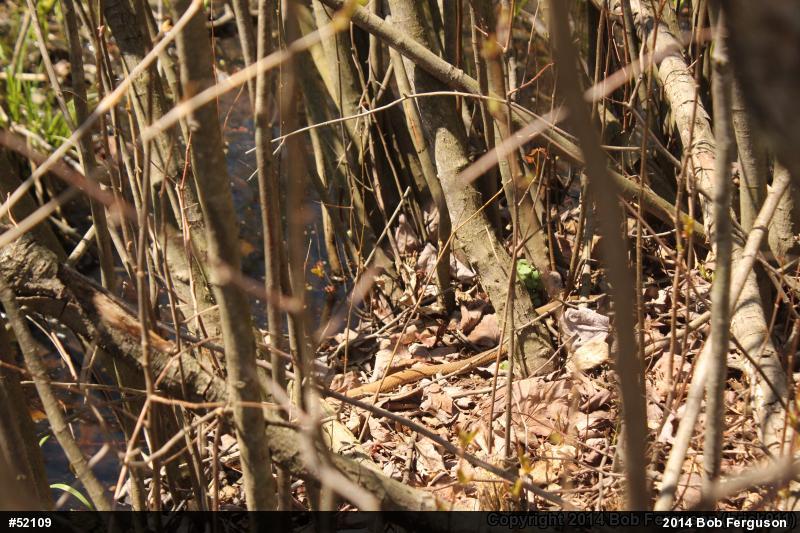 Eastern Gartersnake